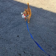 Cinnamon joined the competition — help win amazing prizes! animal, asphalt, brown_dog, canine, collar, cracks, daytime, dog, leash, outdoor, pavement, pet, playful, plush_toy, shadow, small_dog, standing, sunlight, toy, walking