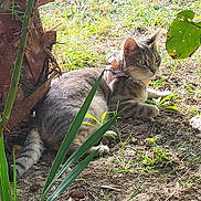 Vénus a rejoint le concours — aidez-le/la à gagner de superbes lots ! cat, tabby, outdoor, grass, sunlight, harness, animal, pet, nature, garden, leaf, greenery, ground, curious, feline, relaxed, mammal, plant, daylight, resting