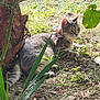 cat, tabby, outdoor, grass, sunlight, harness, animal, pet, nature, garden, leaf, greenery, ground, curious, feline, relaxed, mammal, plant, daylight, resting