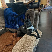 Dutton is registered to the contest to win money with this photo: dog, cat, living_room, couch, blanket, bandana, toy, rug, curtains, table, chair, floor, window, natural_light, pet, furniture, indoor, brown, black, cozy
