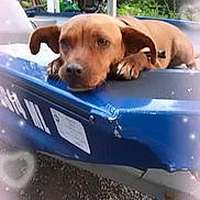 Choco is registered to the contest to win money with this photo: dog, brown_dog, boat, outdoor, resting, head, gravel, nature, watercraft, pet, animal, calm, daylight, background, love, heart_bokeh, closeup, relaxed, canine, blue