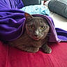 Boogie is registered to the contest to win money with this photo: animal, bed, blanket, blue_cloth, cat, cozy, curious, cute, domestic_cat, eyes, face, fur, gray_cat, indoor, pet, pillow, purple_blanket, red_surface, resting, whiskers