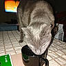 Boogie joined the competition — help win amazing prizes! advertisement, animal, black_mug, bottles, cat, close_up, coffee_mug, curiosity, curious, dim_light, domestic, feline, food_bag, gray_cat, home, indoor, pet, table, tablecloth, television