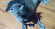 Boogie joined the competition — help win amazing prizes! animal, black_strap, cat, closeup, collar, curious, cute, domestic_cat, ears, feline, floor, grey_cat, indoor, looking, lying, pet, playful, resting, whiskers, wood_floor