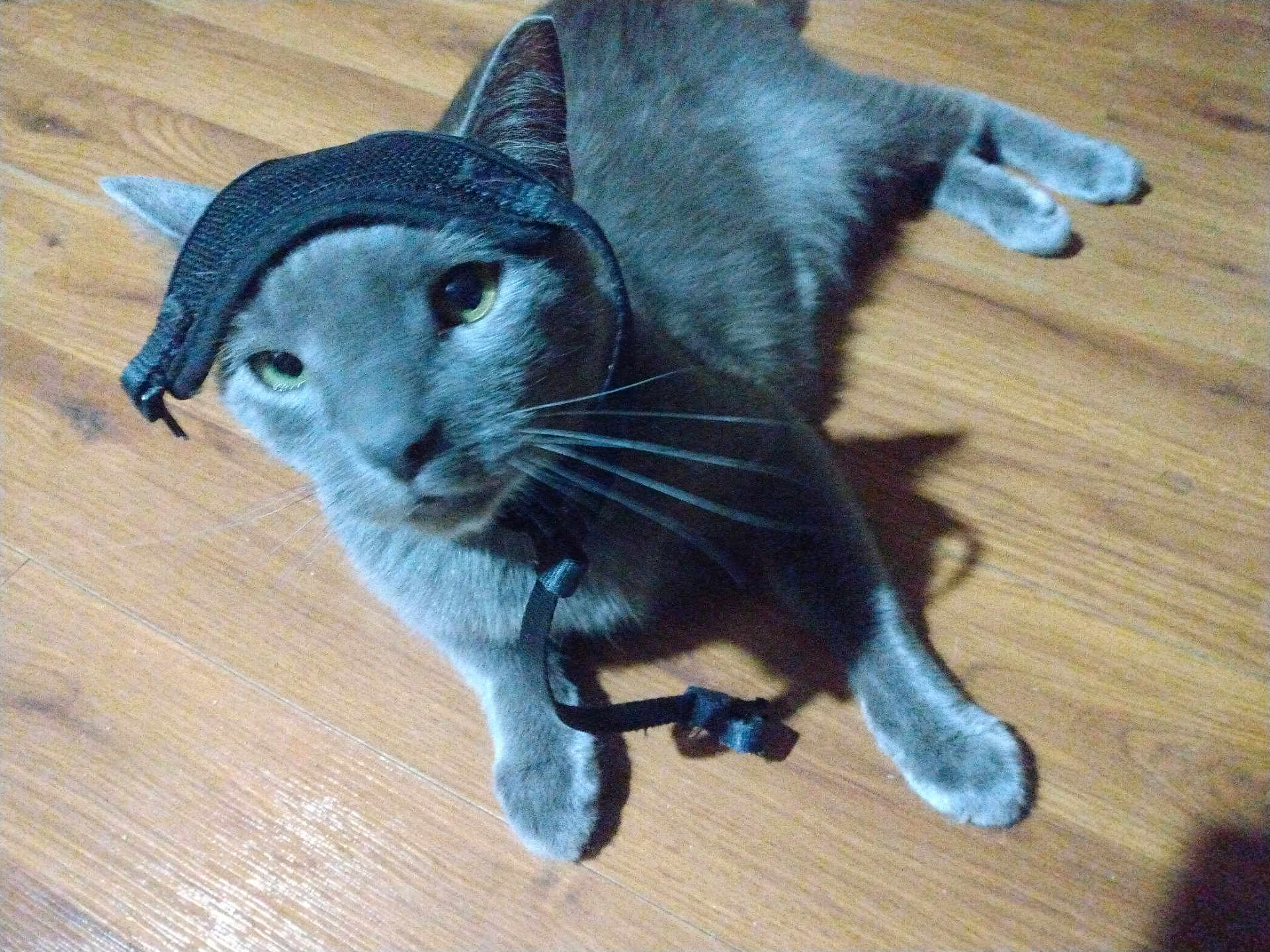 Boogie joined the competition — help win amazing prizes! animal, black_strap, cat, closeup, collar, curious, cute, domestic_cat, ears, feline, floor, grey_cat, indoor, looking, lying, pet, playful, resting, whiskers, wood_floor