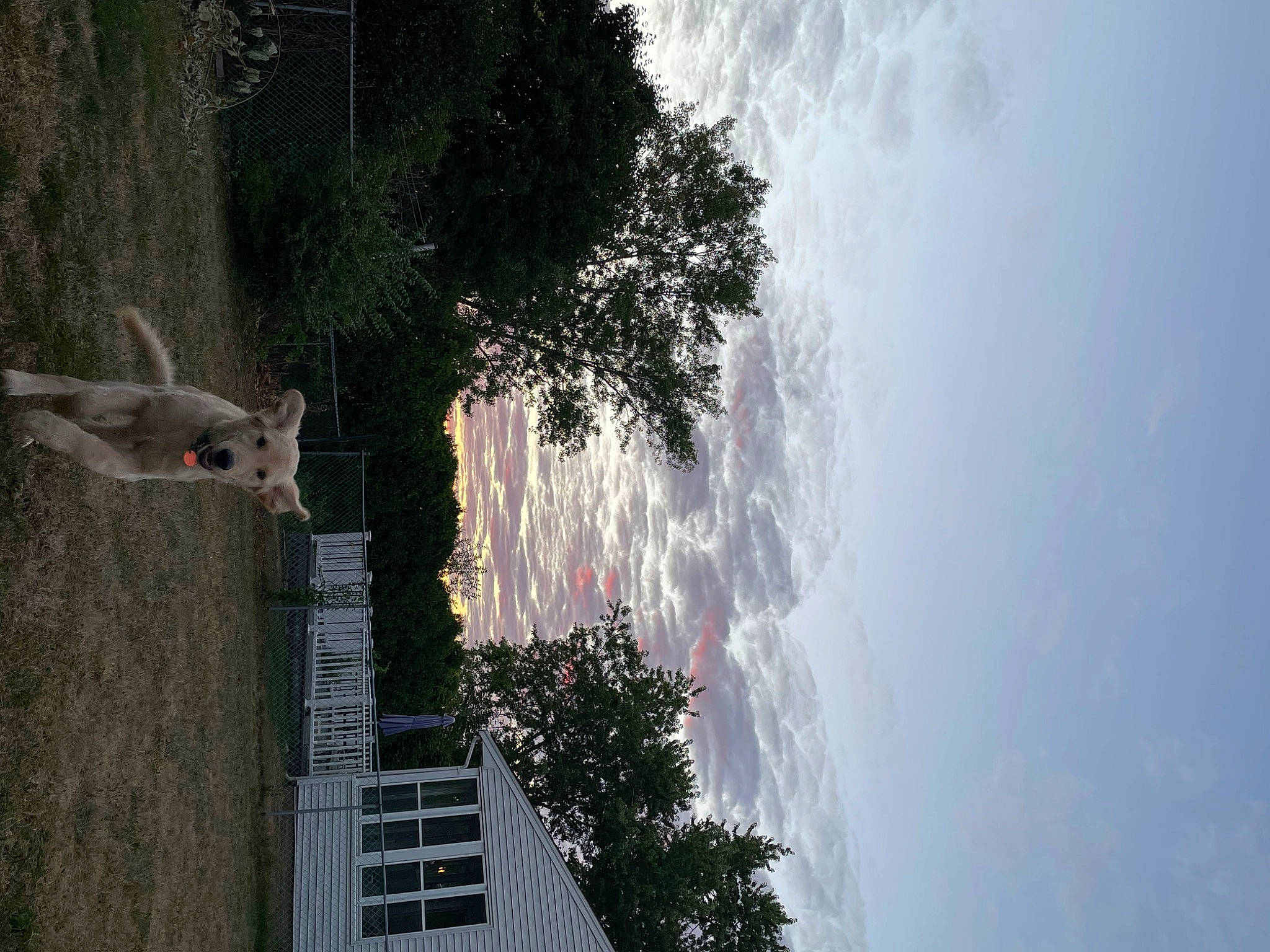 Butters is registered to the contest to win money with this photo: biome, building, cloud, cumulus, facade, landscape, palm_tree, plant, reflection, sky, stairs, tail, tints_and_shades, tree, trunk, water, water_feature, wind, wood, woody_plant