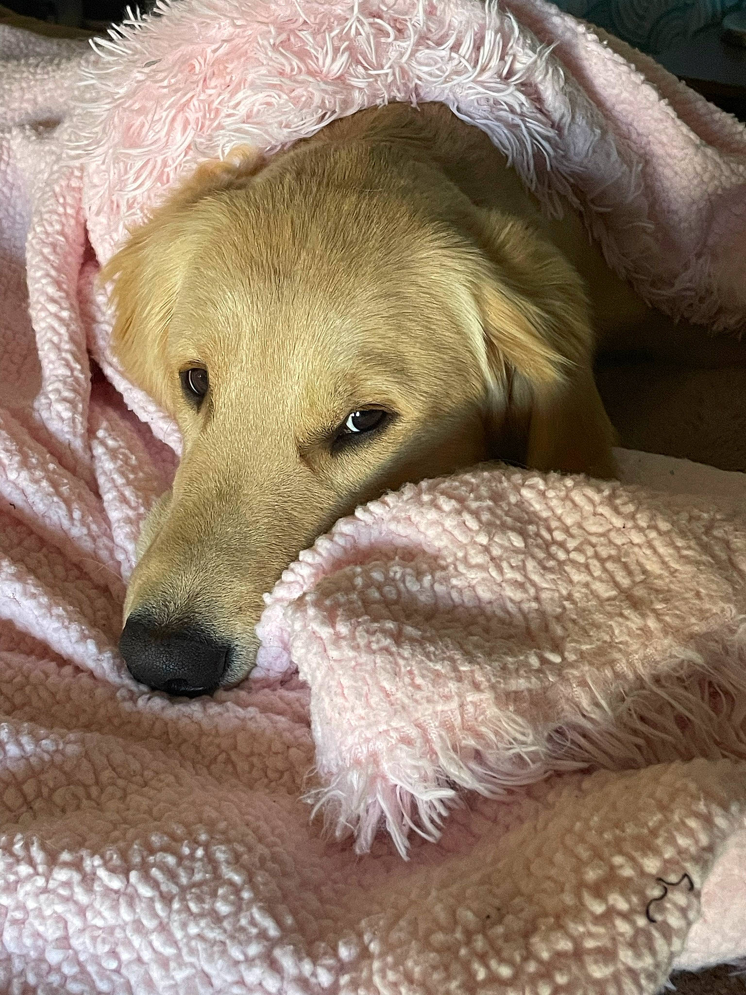 Butters is registered to the contest to win money with this photo: canidae, carnivore, comfort, companion_dog, dog, dog_breed, dog_supply, fawn, fur, pet_supply, snout, sporting_group, tail, terrestrial_animal, whiskers, wood, working_animal