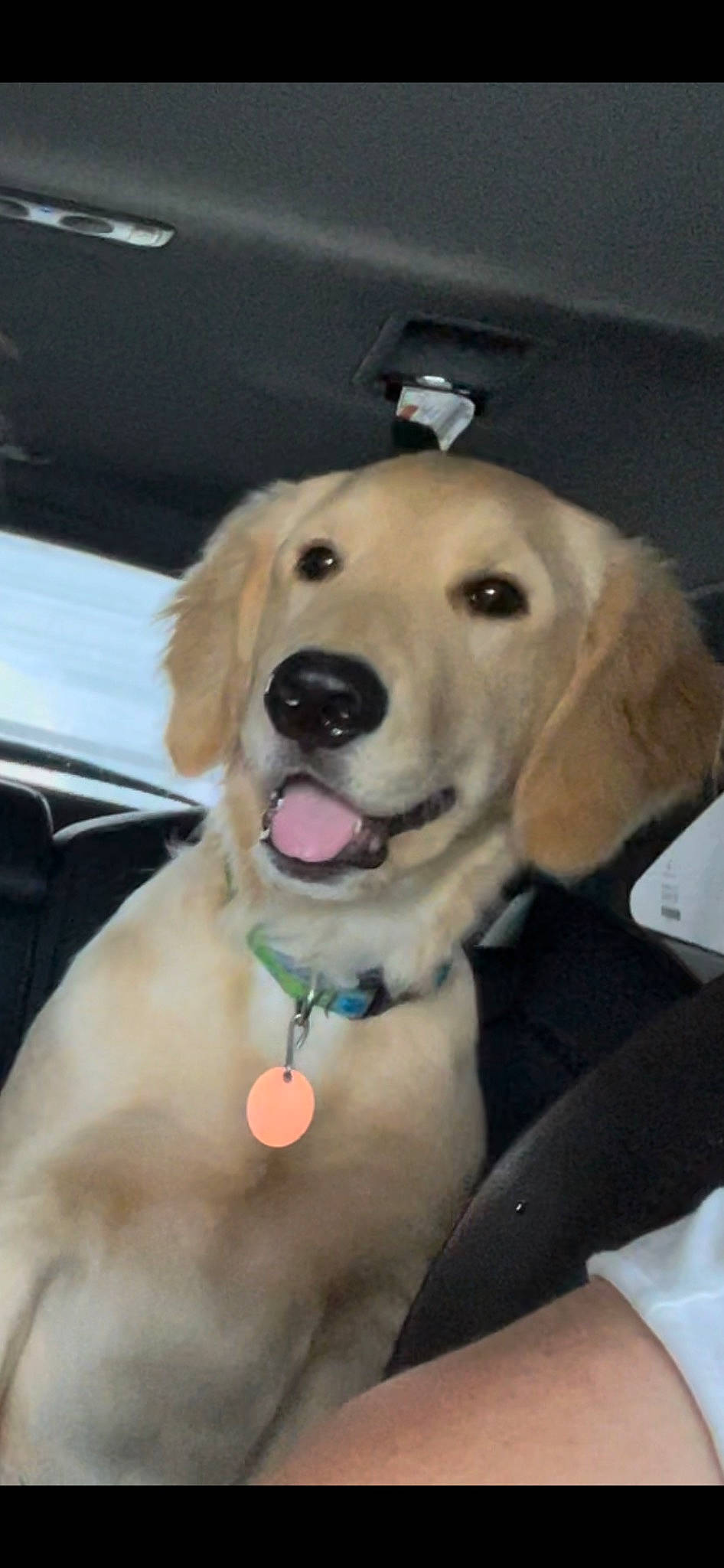 Butters joined the competition — help win amazing prizes! carnivore, collar, companion_dog, dog, dog_breed, dog_collar, dog_supply, fashion_accessory, fawn, fur, head, pet_supply, plant, retriever, selfie, smile, snout, sporting_group, whiskers, working_animal