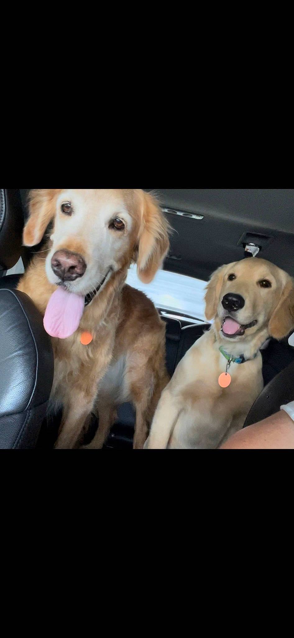 Cody joined the competition — help win amazing prizes! automotive_exterior, automotive_lighting, car_seat, carnivore, collar, companion_dog, dog, dog_breed, dog_collar, dog_supply, eyewear, fawn, happy, paw, retriever, selfie, sunglasses, vehicle, vehicle_door, working_animal