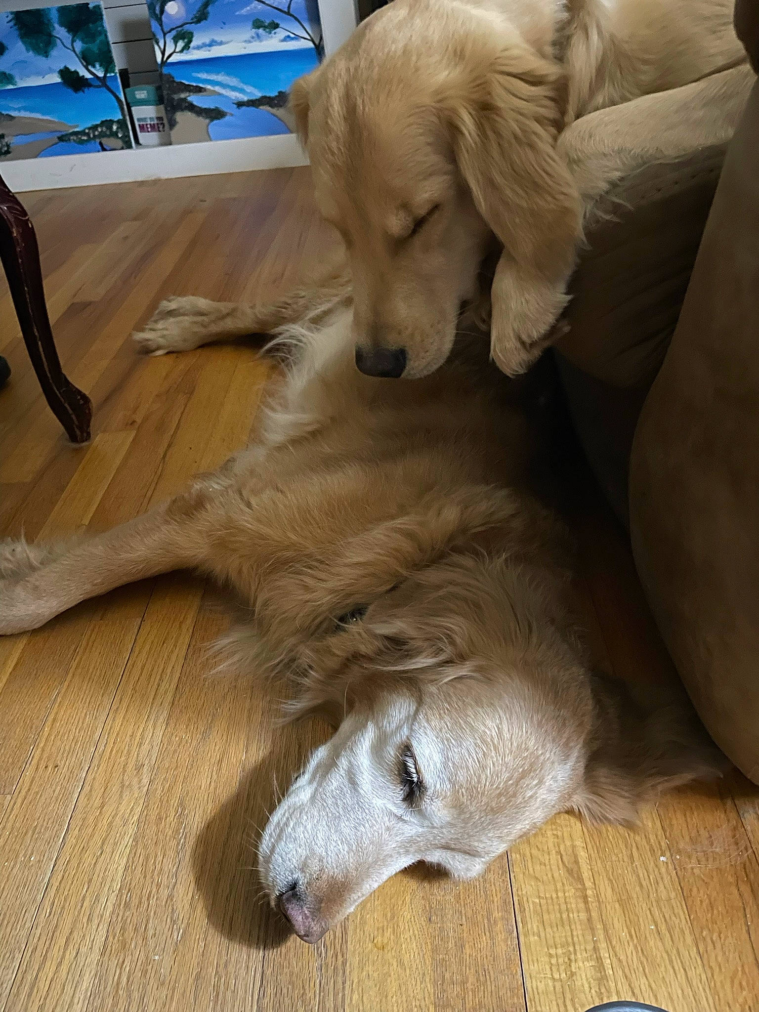 Cody joined the competition — help win amazing prizes! art, canidae, carnivore, chair, comfort, companion_dog, dog, dog_breed, fawn, flooring, fur, hardwood, sculpture, snout, sporting_group, tail, terrestrial_animal, wood, wood_flooring, working_animal