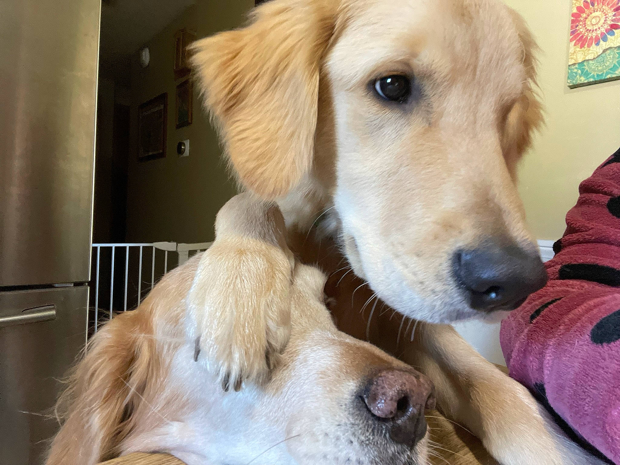 Cody is registered to the contest to win money with this photo: canidae, carnivore, companion_dog, dog, dog_breed, dog_supply, ear, fawn, fur, golden_retriever, gun_dog, labrador_retriever, mammal, paw, pet_supply, retriever, snout, sporting_group, vertebrate, whiskers