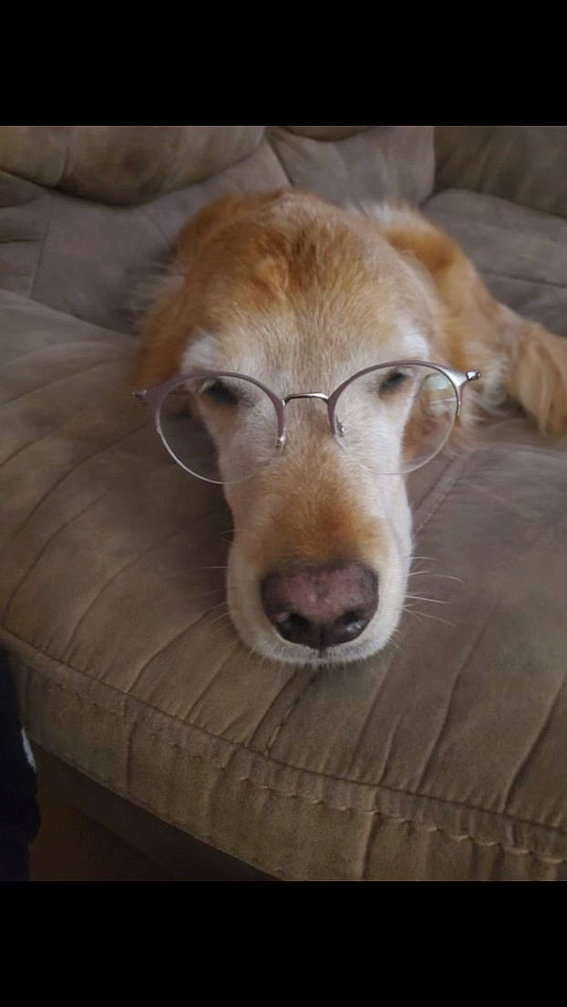 Cody is registered to the contest to win money with this photo: carnivore, claw, comfort, companion_dog, dog, dog_breed, fawn, felidae, fur, liver, paw, retriever, snout, sporting_group, tail, terrestrial_animal, whiskers, wood, working_animal, wrinkle