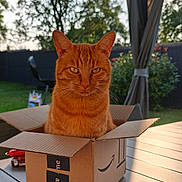Switch a rejoint le concours — aidez-le/la à gagner de superbes lots ! cat, ginger_cat, box, amazon_box, outdoor, table, garden, greenery, sunlight, pet, animal, feline, curious, sitting, domestic_cat, nature, daylight, wooden_table, relaxed, portrait