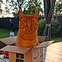 cat, ginger_cat, box, amazon_box, outdoor, table, garden, greenery, sunlight, pet, animal, feline, curious, sitting, domestic_cat, nature, daylight, wooden_table, relaxed, portrait