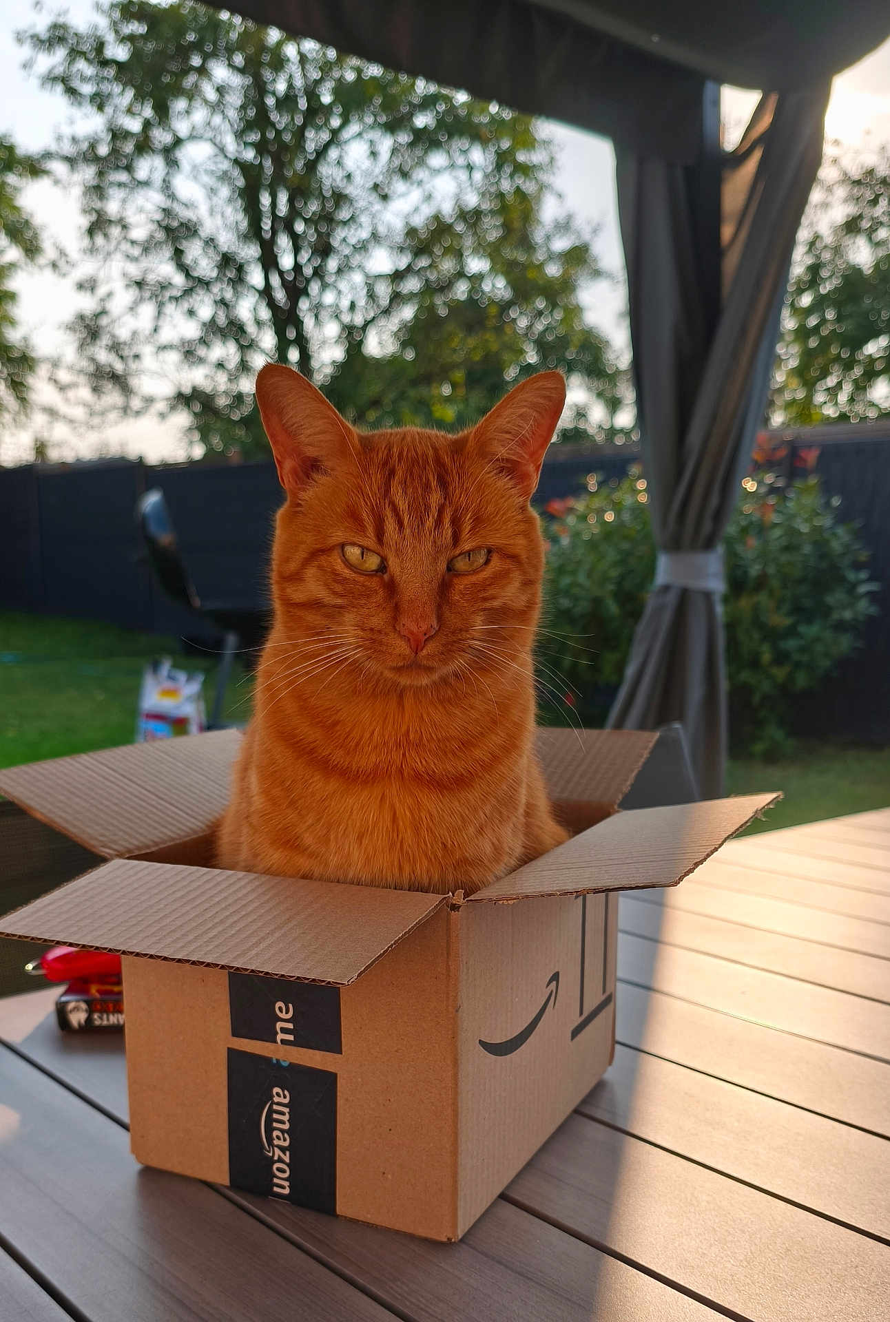 Switch a rejoint le concours — aidez-le/la à gagner de superbes lots ! cat, ginger_cat, box, amazon_box, outdoor, table, garden, greenery, sunlight, pet, animal, feline, curious, sitting, domestic_cat, nature, daylight, wooden_table, relaxed, portrait