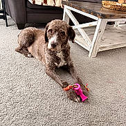 Luna joined the competition — help win amazing prizes! dog, curly_fur, brown_dog, white markings, lying_down, toy, rope_toy, pink_toy, carpet, living_room, sofa, coffee_table, basket, cushions, blanket, indoor, pet, playful, portrait, home_decor
