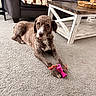 dog, curly_fur, brown_dog, white markings, lying_down, toy, rope_toy, pink_toy, carpet, living_room, sofa, coffee_table, basket, cushions, blanket, indoor, pet, playful, portrait, home_decor