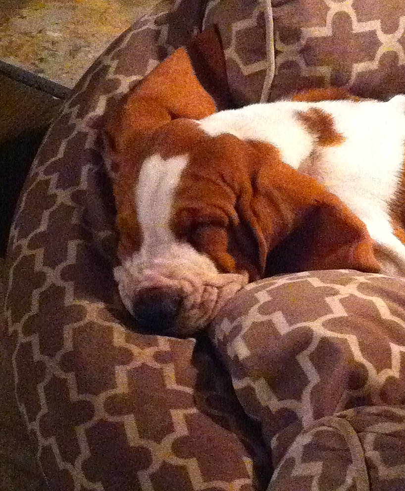 Mr Sully is registered to the contest to win money with this photo: bedding, bored, canidae, carnivore, cloud, comfort, companion_dog, dog, dog_breed, dog_supply, fawn, hardwood, linens, liver, nap, snout, sporting_group, terrestrial_animal, wood, working_animal