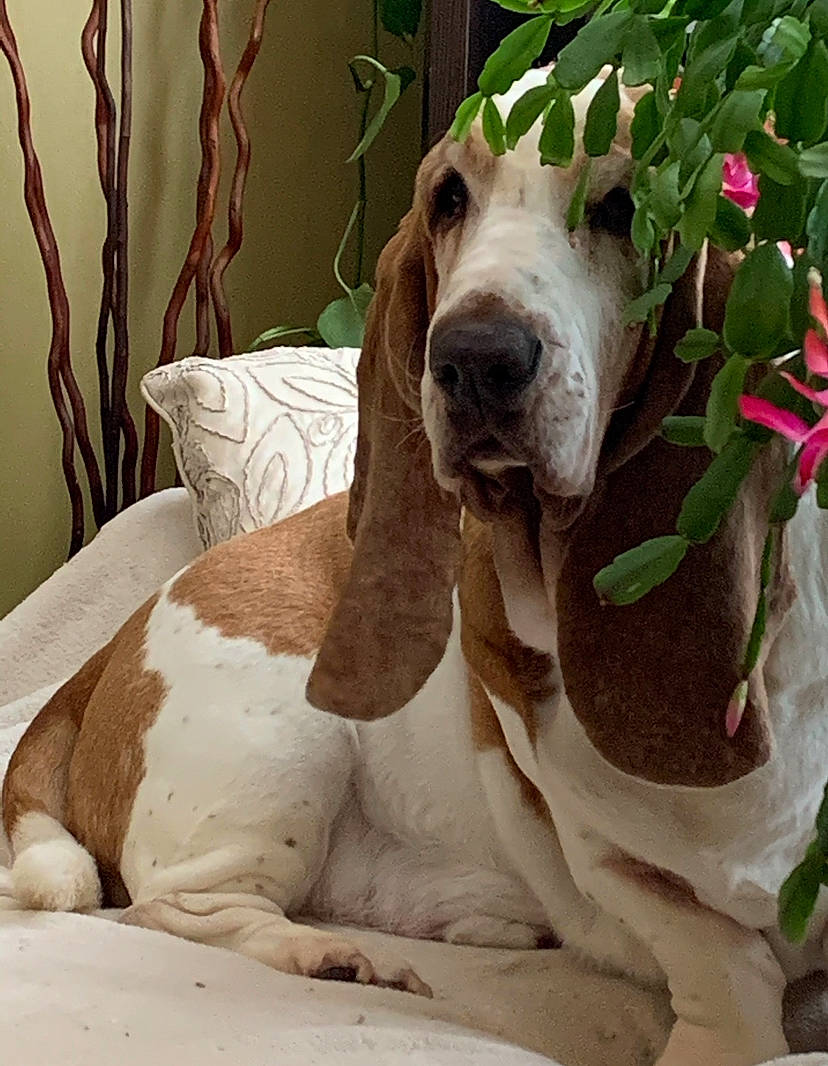 Mr Sully joined the competition — help win amazing prizes! art, canidae, carnivore, comfort, companion_dog, curtain, dog, dog_breed, dog_supply, fawn, linens, liver, non_sporting_group, pet_supply, snout, sporting_group, terrestrial_animal, whiskers, wood, working_animal