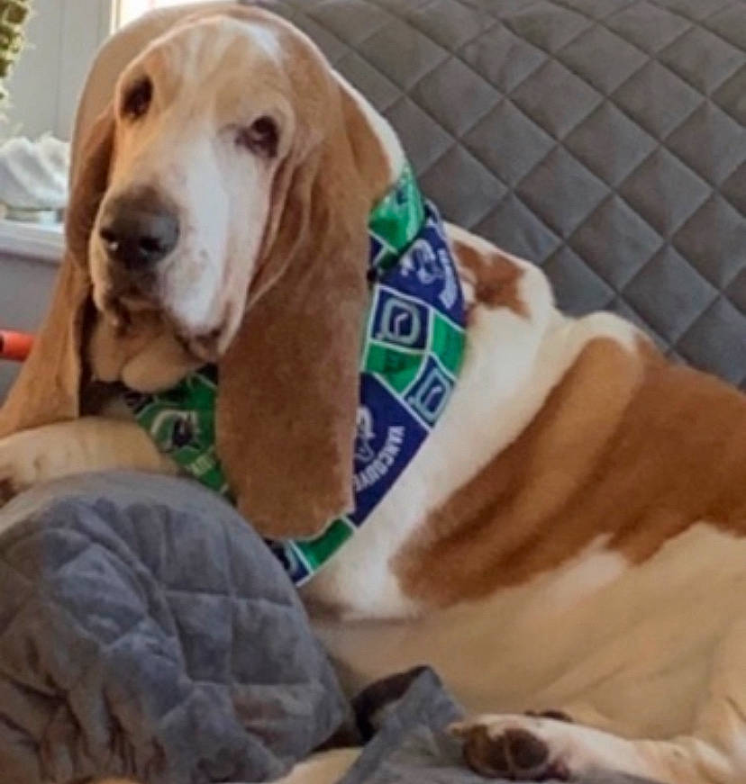 Mr Sully is registered to the contest to win money with this photo: canidae, carnivore, comfort, companion_dog, dog, dog_breed, dog_supply, fawn, fur, hound, houseplant, liver, mesh, paw, pet_supply, snout, sporting_group, tennis_ball, toy, working_animal