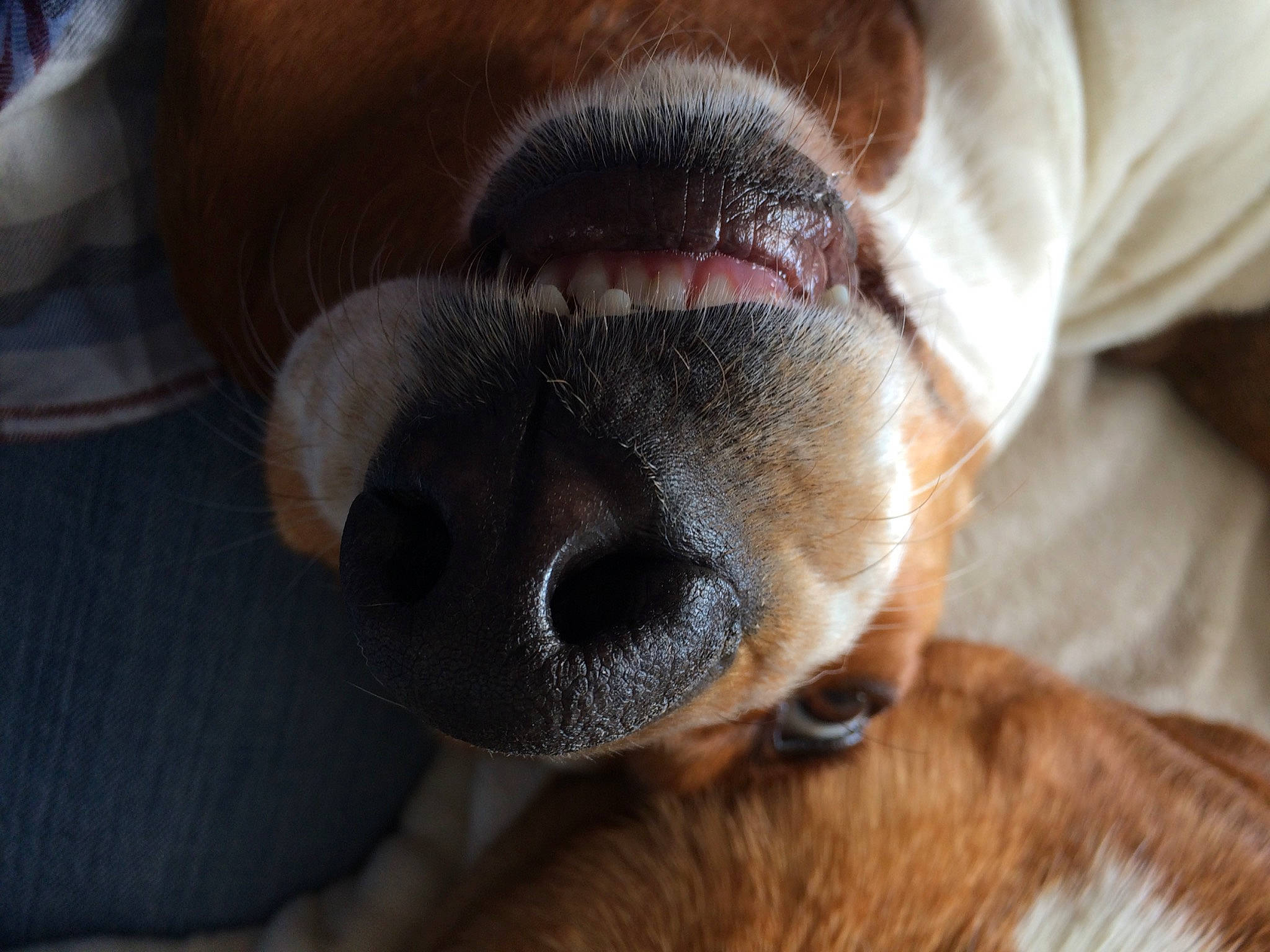 Maisy is registered to the contest to win money with this photo: canidae, carnivore, close_up, comfort, companion_dog, dog, dog_breed, ear, fawn, fur, liver, non_sporting_group, nose, paw, snout, sporting_group, terrestrial_animal, whiskers, working_animal, wrinkle