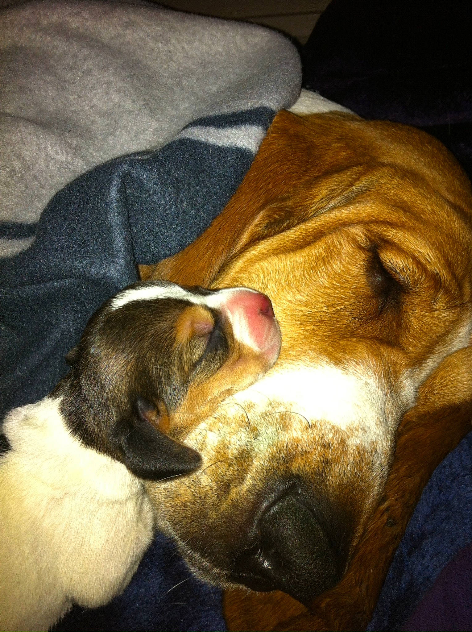 Maisy is registered to the contest to win money with this photo: canidae, carnivore, comfort, companion_dog, dog, dog_breed, ear, fawn, fur, linens, liver, nap, paw, scent_hound, snout, sporting_group, tail, whiskers, working_animal, wrinkle