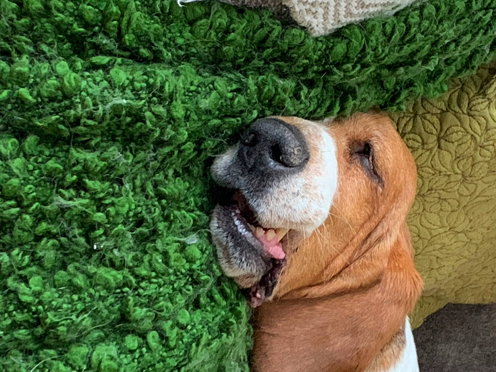 Maisy is registered to the contest to win money with this photo: canidae, carnivore, collar, companion_dog, dog, dog_breed, dog_collar, fawn, grass, groundcover, hound, jaw, liver, paw, plant, snout, sporting_group, tennis_ball, whiskers, working_animal