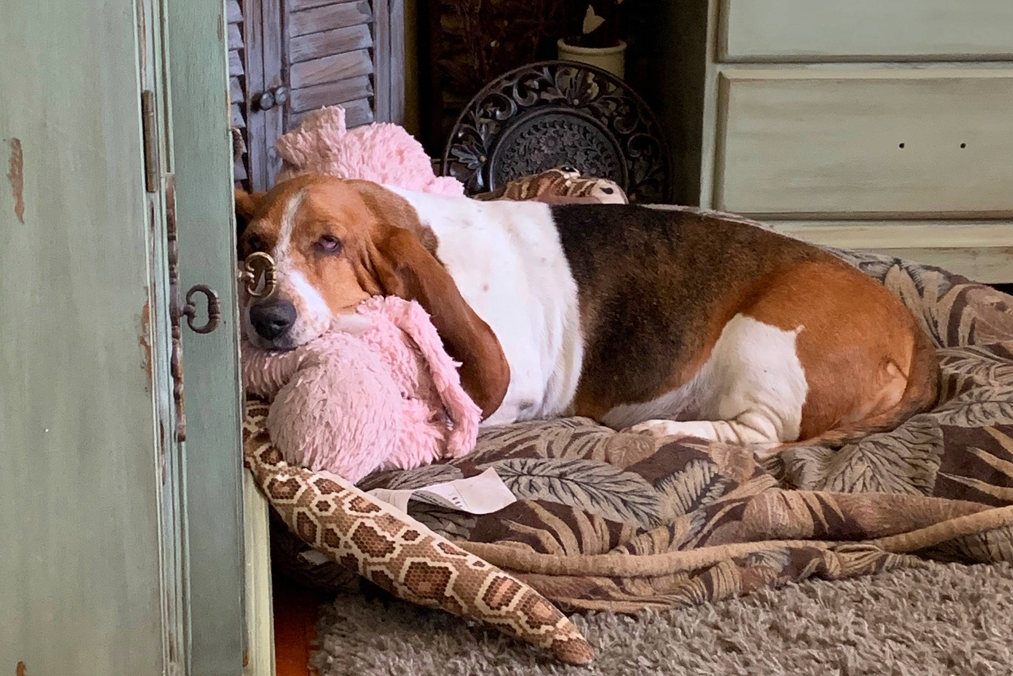 Maisy is registered to the contest to win money with this photo: basset_artesien_normand, basset_hound, canidae, carnivore, comfort, companion_dog, dog, dog_breed, dog_supply, fawn, finnish_hound, gun_dog, hound, liver, pet_supply, scent_hound, snout, sporting_group, wood, working_animal