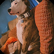 Tigress joined the competition — help win amazing prizes! alert, blanket, brindle_coat, close_up, collar, couch, curtain, dog, dog_tag, furniture, indoor, living_room, patterned_pillow, pet, portrait, relaxed, sitting, throw_pillow, white_chest, window