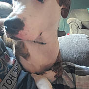 Tigress joined the competition — help win amazing prizes! dog, canine, closeup, portrait, indoors, couch, sofa, paw, snout, nose, collar, person, sitting, pet, stare, whiskers, brindle, white_fur, relaxed, blanket