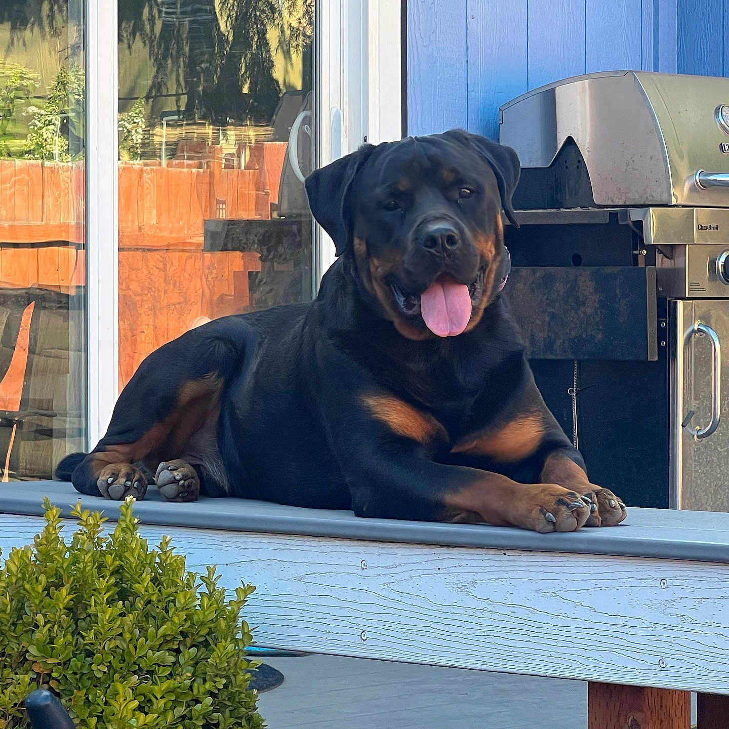 Beau