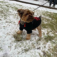 Bentley joined the competition — help win amazing prizes! dog, small_dog, hoodie, black_clothing, red_accent, leash, snow, grass, outdoor, sidewalk, person_partial, winter, pet, canine, cold_weather, fur, paw, standing, animal, casual