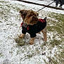 dog, small_dog, hoodie, black_clothing, red_accent, leash, snow, grass, outdoor, sidewalk, person_partial, winter, pet, canine, cold_weather, fur, paw, standing, animal, casual