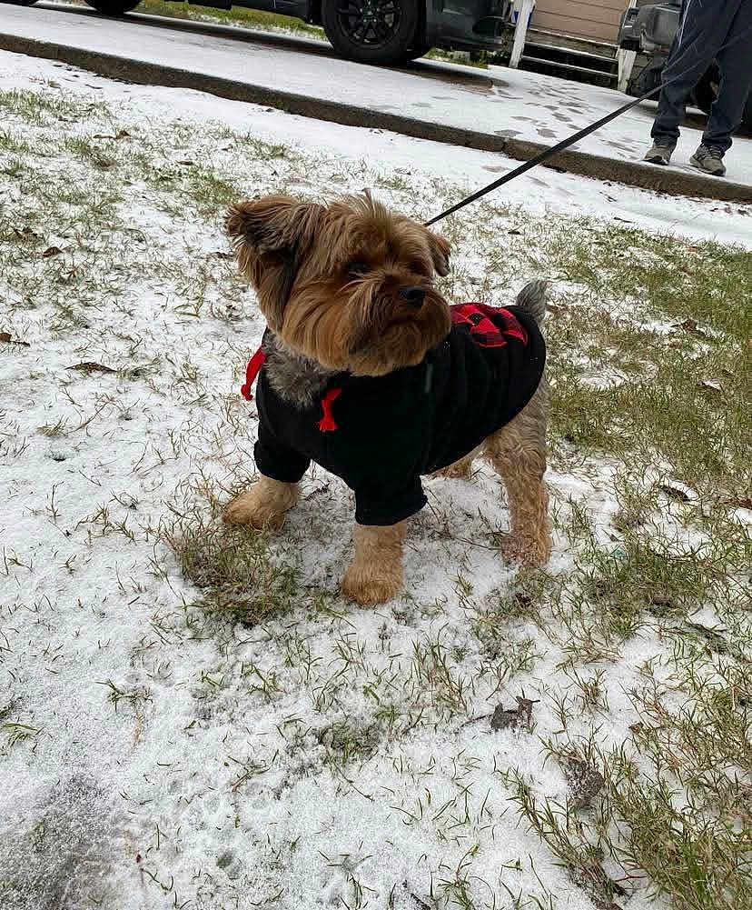 Bentley joined the competition — help win amazing prizes! dog, small_dog, hoodie, black_clothing, red_accent, leash, snow, grass, outdoor, sidewalk, person_partial, winter, pet, canine, cold_weather, fur, paw, standing, animal, casual