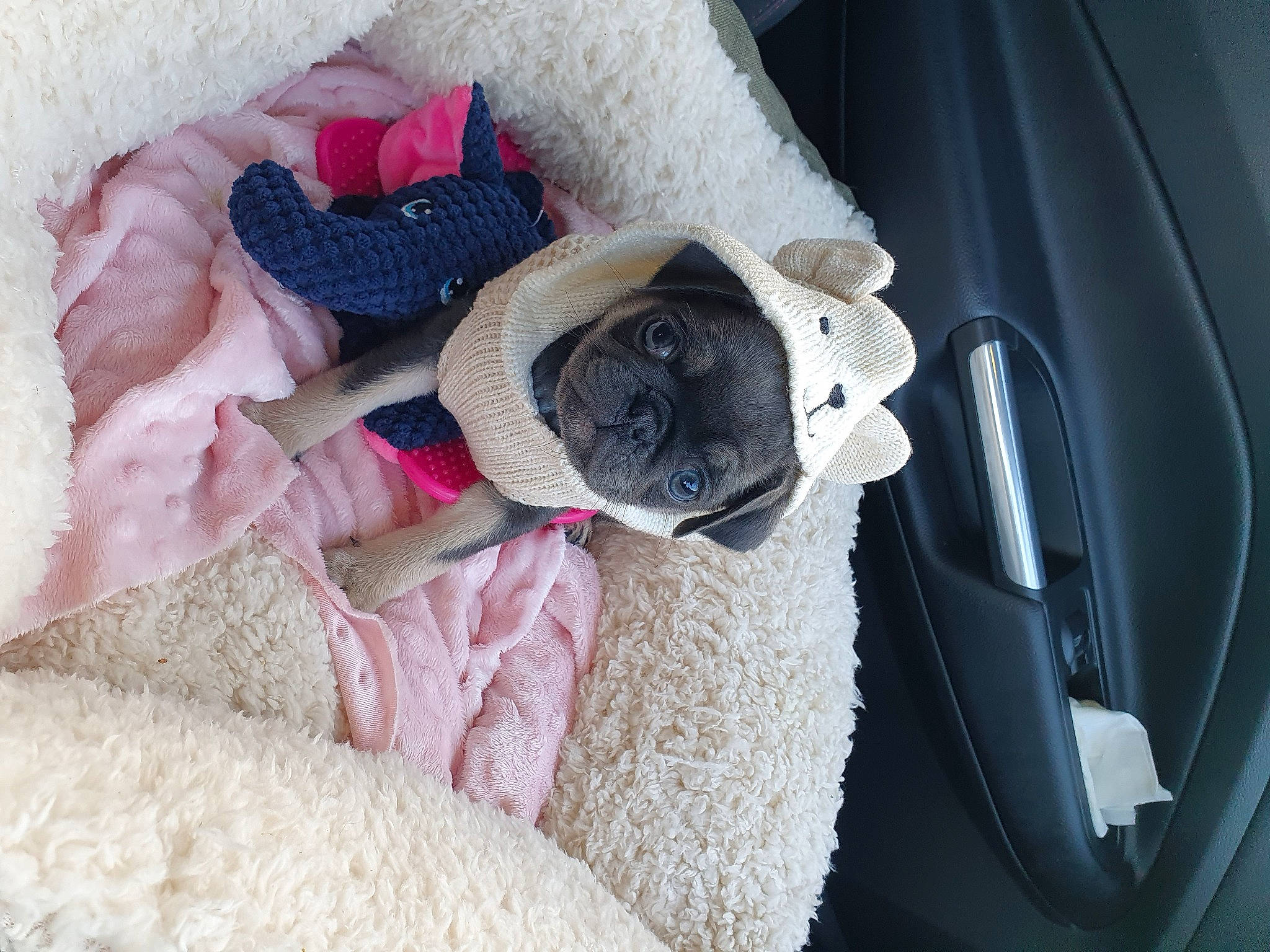 Stitch joined the competition — help win amazing prizes! auto_part, carnivore, comfort, companion_dog, dog, dog_breed, fawn, fur, grey, linens, magenta, nap, pattern, stuffed_toy, textile, thread, vehicle_door, wool, woolen, working_animal