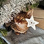 animal, cat, christmas_tree, closeup, curious, cute, decorations, feline, festive, fur, greenery, holiday, indoor, pet, star_ornament, tabby_cat, tile_floor, tinsel, tree_skirt, whiskers