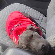 Django is registered to the contest to win money with this photo: dog, sleeping, red_jacket, car_seat, black_dog, pet, cozy, nap, animal, fur, cute, domestic_animal, resting, vehicle_interior, relaxation, closeup, canine, seat, comfort, leisure