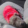dog, sleeping, red_jacket, car_seat, black_dog, pet, cozy, nap, animal, fur, cute, domestic_animal, resting, vehicle_interior, relaxation, closeup, canine, seat, comfort, leisure