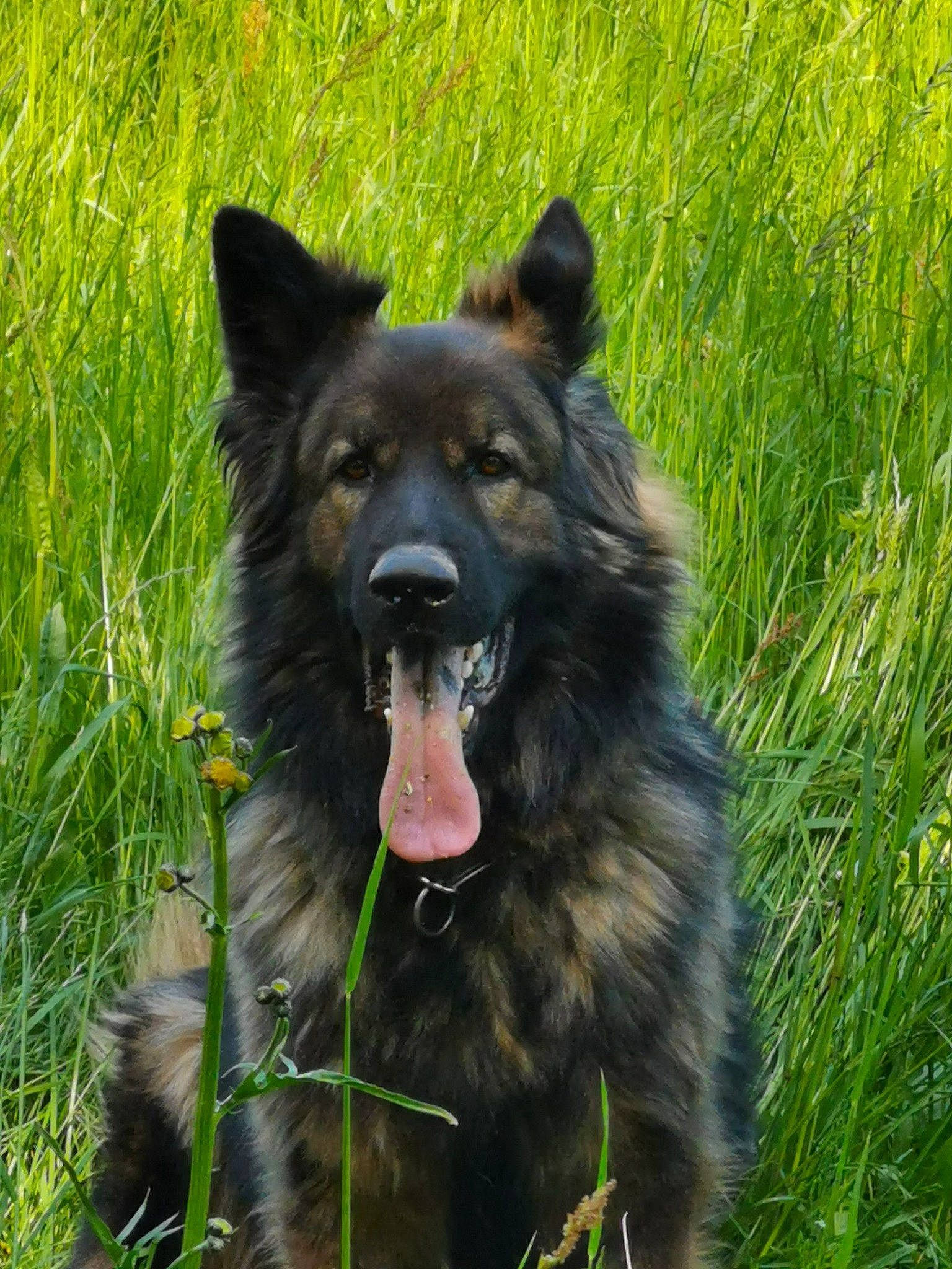 Jethro participe au concours pour gagner de l'argent avec cette photo : canidae, carnivore, collar, companion_dog, dog, dog_breed, fang, fur, grass, grassland, herding_dog, jaw, king_shepherd, plant, snout, sporting_group, terrestrial_animal, wildlife, working_animal, working_dog