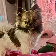 Nala a rejoint le concours — aidez-le/la à gagner de superbes lots ! animal, bedroom, blanket, canine, closeup, cozy, curious, cute, dog, domestic_animal, fluffy, fur, furniture, indoors, pet, pink, portrait, small_dog, soft_light, toy