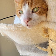 Blue joined the competition — help win amazing prizes! animal, cat, cat_tree, close_up, cozy, cute, domestic_cat, feline, fur, ginger_cat, green_eyes, home, indoor, pet, plush, portrait, relaxed, resting, soft_light, white_cat