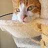 animal, cat, cat_tree, close_up, cozy, cute, domestic_cat, feline, fur, ginger_cat, green_eyes, home, indoor, pet, plush, portrait, relaxed, resting, soft_light, white_cat