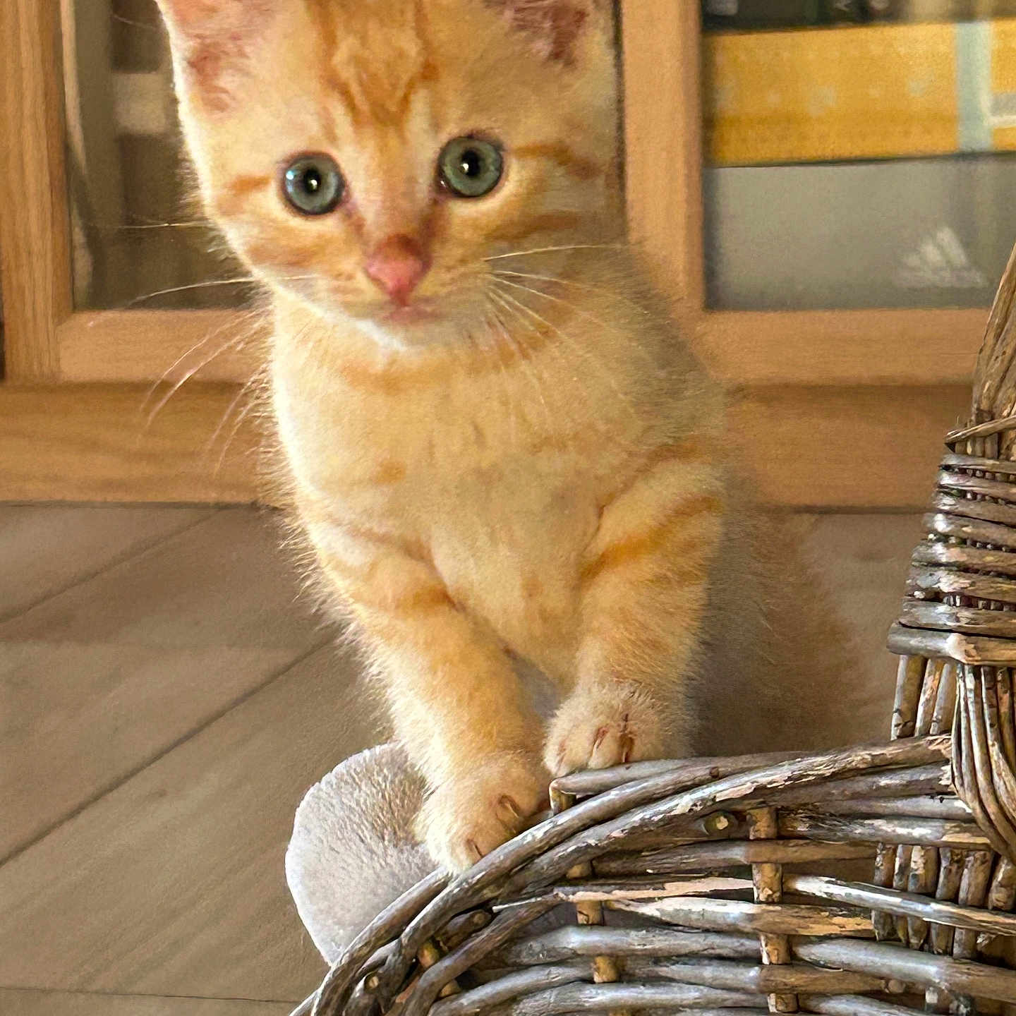 Simba participe au concours pour gagner de l'argent avec cette photo : animal, cabinet, cat, closeup, curious, cute, domestic, feline, floor, fur, indoor, kitten, orange_tabby, paws, pet, playful, whiskers, wicker_basket, wooden, young