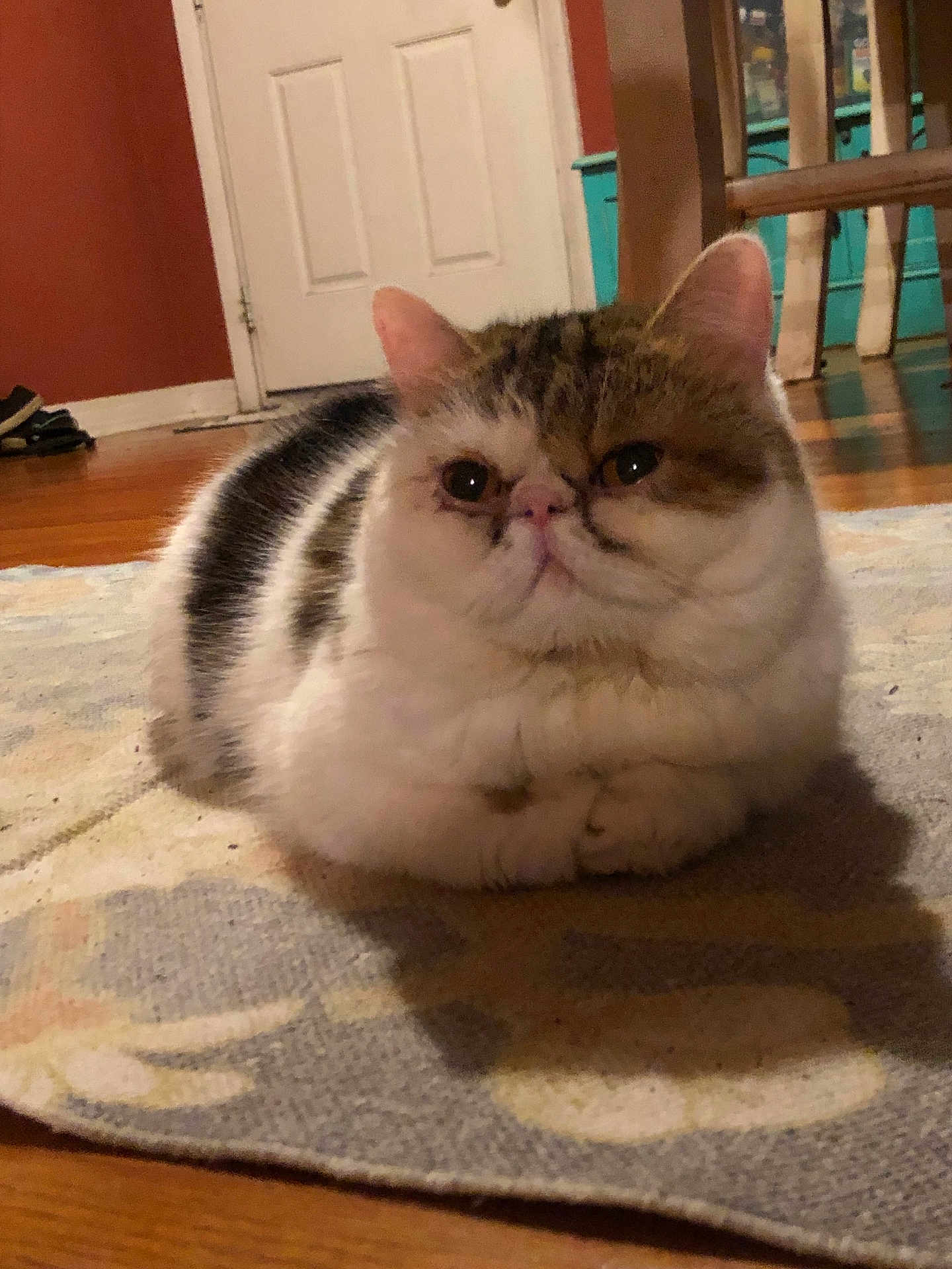 Duchess