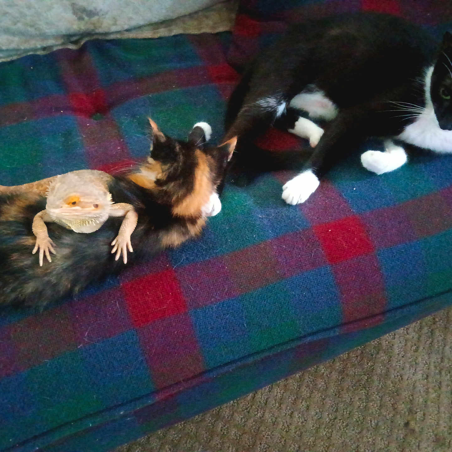 Neb joined the competition — help win amazing prizes! animal, architecture, building, canine, cat, couch, cushion, face, furniture, head, homedecor, indoors, kitten, livingroom, person, pet, photography, portrait, room, sleeping