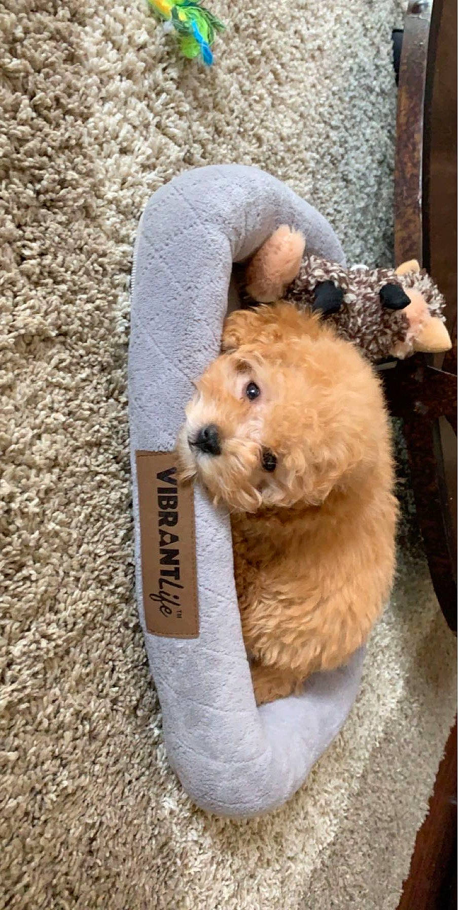 Loki joined the competition — help win amazing prizes! canidae, carnivore, collar, companion_dog, dog, dog_breed, fawn, fur, maltepoo, pet_supply, small_terrier, snout, sporting_group, stuffed_toy, teddy_bear, terrestrial_animal, terrier, toy, toy_dog, working_animal