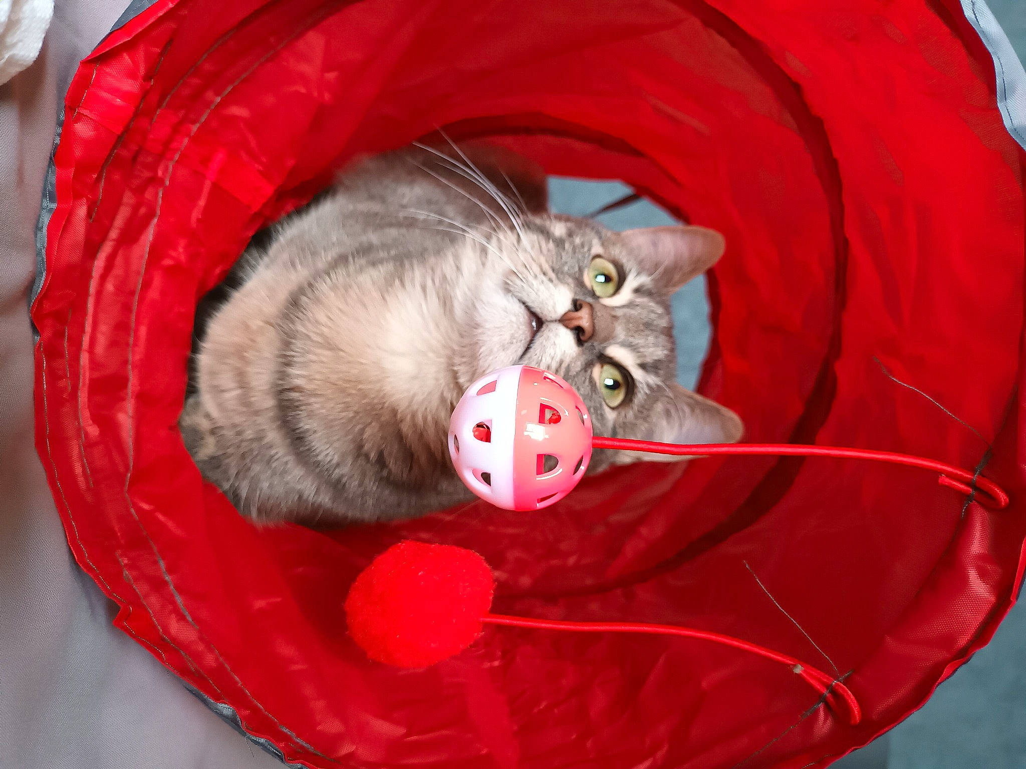 Filomena participe au concours pour gagner de l'argent avec cette photo : carmine, carnivore, cat, cat_bed, cat_supply, cat_toy, claw, comfort, domestic_short_haired_cat, felidae, fur, nap, paw, red, small_to_medium_sized_cats, snout, tail, toy, whiskers