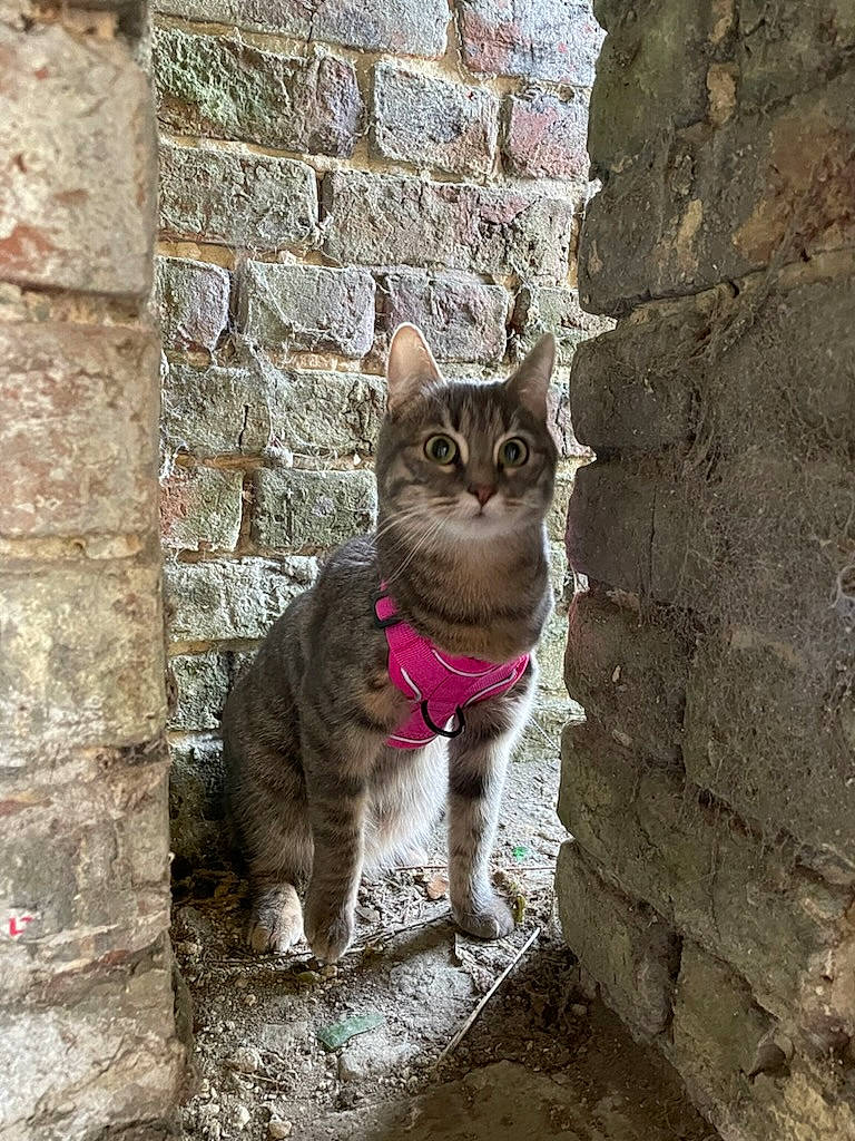 Filomena participe au concours pour gagner de l'argent avec cette photo : brick, brickwork, carnivore, cat, cobblestone, domestic_short_haired_cat, fawn, felidae, fur, grey, road_surface, small_to_medium_sized_cats, snout, tail, terrestrial_animal, tree, trunk, wall, whiskers, wood