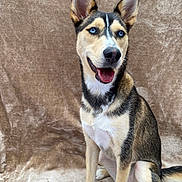 Moxie joined the competition — help win amazing prizes! animal, beige_background, blue_eyes, canine, close_up, companion, cute, dog, domestic_animal, ears_up, friendly, fur, happy, indoor, looking_away, mammal, pet, portrait, sitting, smiling