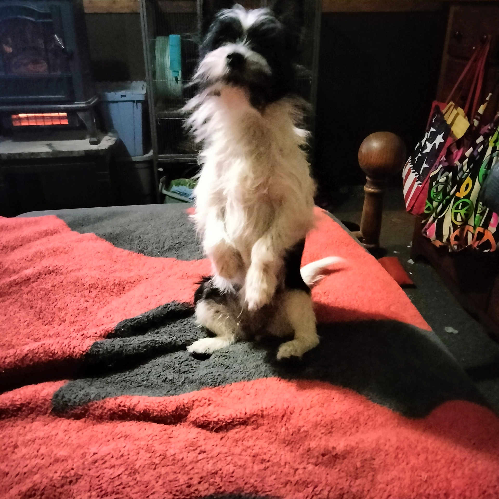 Freya